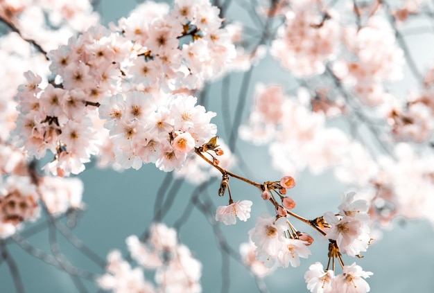 Foto blühender baum im frühling