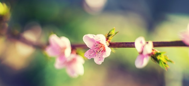 Foto blühender baum im garten. selektiver fokus natur.