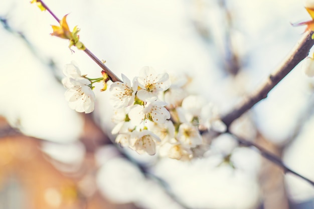 Blühender Baum im Garten. Selektiver Fokus