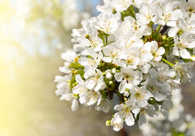 Blühender Baum im Garten weiße Kirschblüten