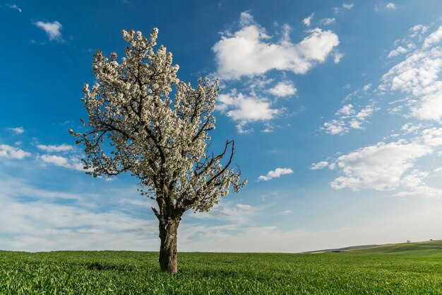 Blühender Baum in einem grünen Feld gegen den Himmel