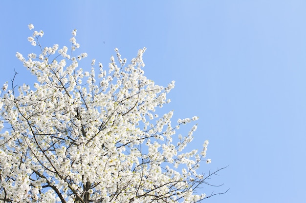 Blühender Baum mit Aaple Blumen auf blauem Himmel