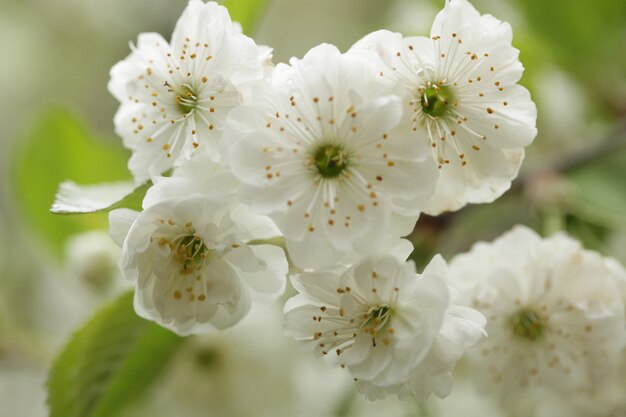 Blühender Baum mit schönen weißen Blumen