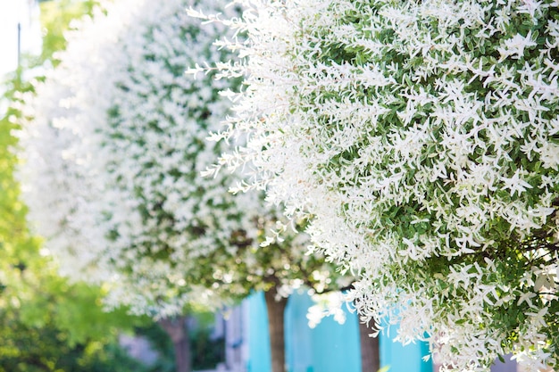 Blühender Baum, runder getrimmter Baum