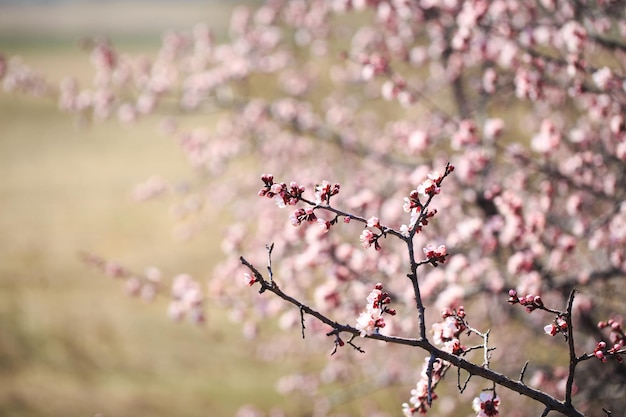 Blühender Baum über Naturhintergrund Frühlingsblumen Frühlingshintergrund Verschwommenes Konzept Natürlicher Hintergrund Aprikosenblüten