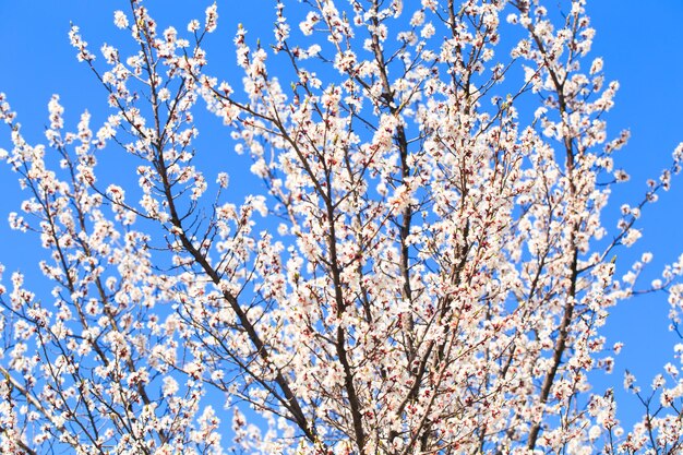 Blühender Baum über Naturhintergrund Frühlingsblumen Frühlingshintergrund Verschwommenes Konzept Natürlicher Hintergrund Aprikosenblüten