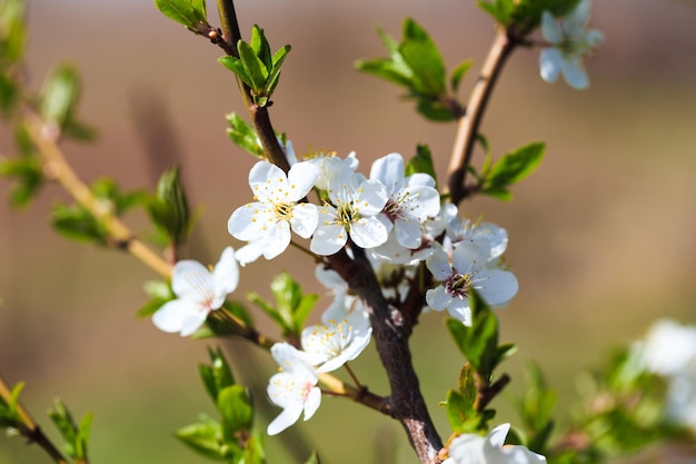 Blühender Baum über Naturhintergrund Frühlingsblumen Frühlingshintergrund Verschwommenes Konzept Natürlicher Hintergrund