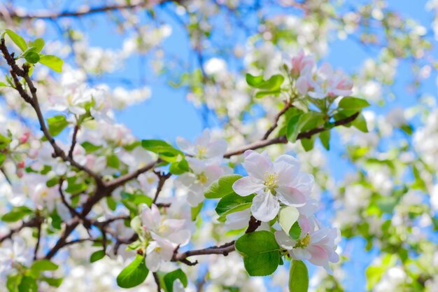 Blühender Baum über Naturhintergrund FrühlingsblumenFrühling Hintergrund