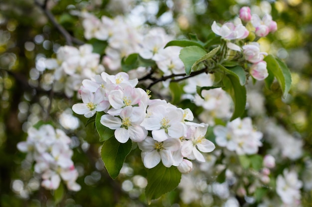 Blühender Baum über Naturhintergrund FrühlingsblumenFrühling Hintergrund