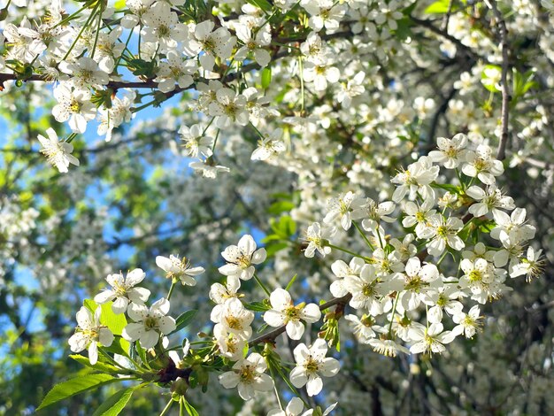 Blühender Baum über Naturhintergrund mit Schmetterling Frühlingsblumen Frühlingshintergrund Frühlingsnaturhintergrund mit reizender Blüte