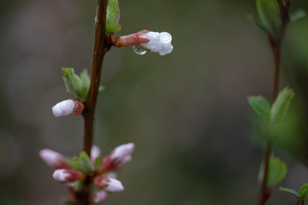 Blühender Baumast mit Regentropfen im Frühlingsfrühlingskonzept