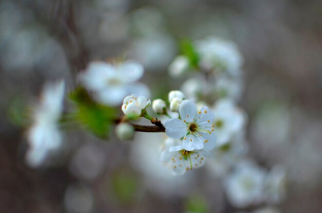 Blühender baumbrunch mit weißen blüten auf bokeh