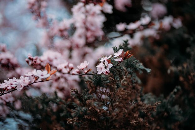 Blühender Baumzweig mit rosa Blüten im Frühling auf einem Hintergrund des blauen Himmels friedlicher Himmel für immer