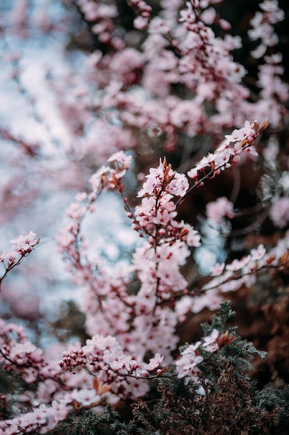 Blühender Baumzweig mit rosa Blumen im Frühling auf einem Hintergrund des blauen Himmels friedlicher Himmel für immer