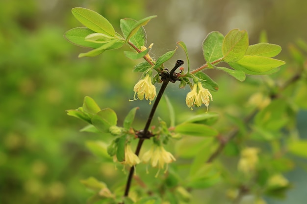 Blühender Berberitzenbaum im Sommergarten