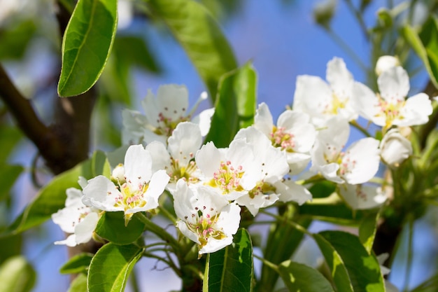 Blühender Birnbaum auf einem Hintergrund der Natur. Frühlingsblumen. Frühlingshintergrund.