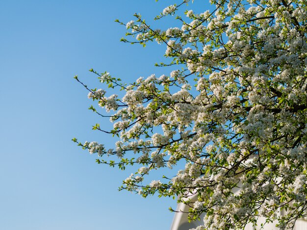 Blühender Birnenbaum gegen den Himmel