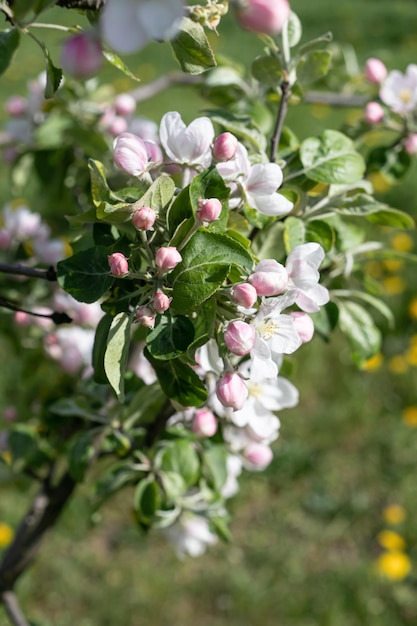 Blühender blühender Apfelbaum in der Natur Selektiver Fokus