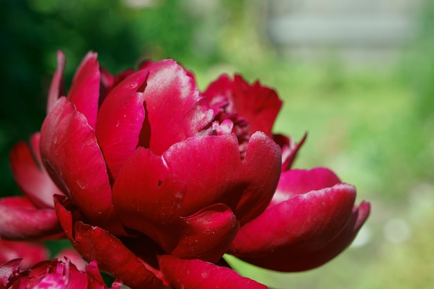 Foto blühender blumenbrunch des roten pions im garten