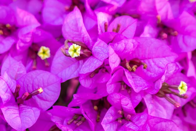 Blühender bougainvillea blüht hintergrund.