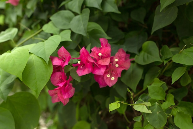 Blühender Bougainvillea-Hintergrund, lebendige rosa Blumen