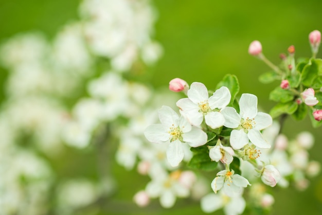 Blühender bunter Apfelbaum in den Frühlingsmonaten. unscharfer Hintergrund