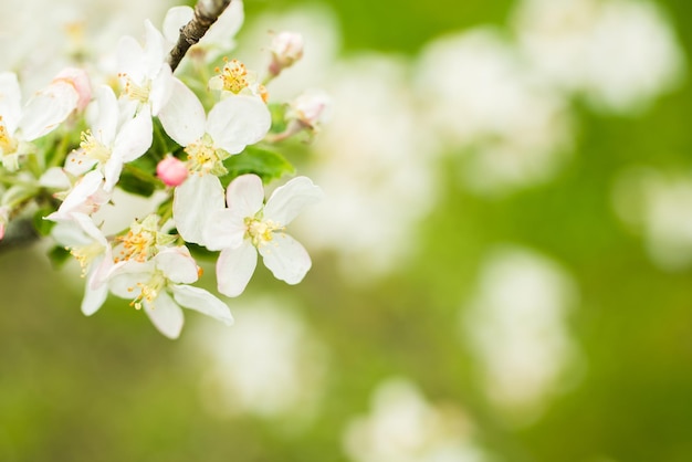 Blühender bunter Apfelbaum in den Frühlingsmonaten. unscharfer Hintergrund