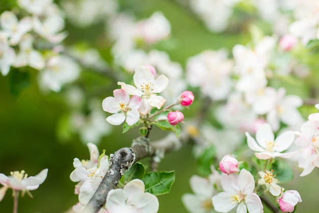 Blühender bunter Apfelbaum in den Frühlingsmonaten. unscharfer Hintergrund