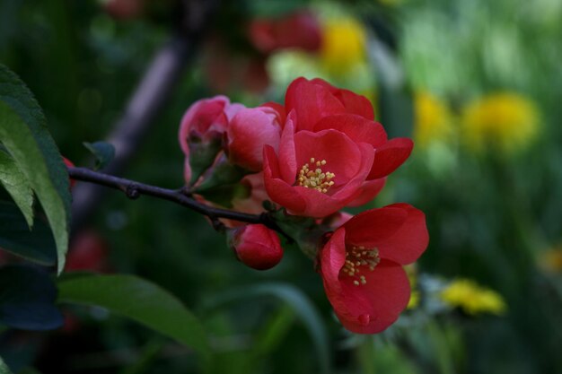 Blühender Busch Chaenomeles japonica mit leuchtend roten, attraktiven Blumen auf grünem Blatthintergrund