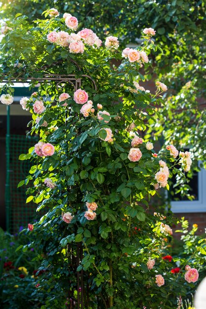 Blühender busch der rosa kletterrose cesar.