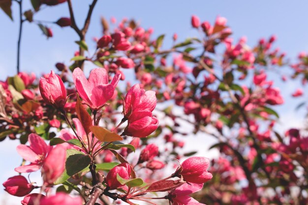 Blühender dekorativer rosa Apfelbaum