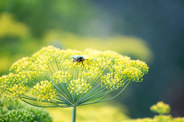 Blühender Dill Fenchelbetten