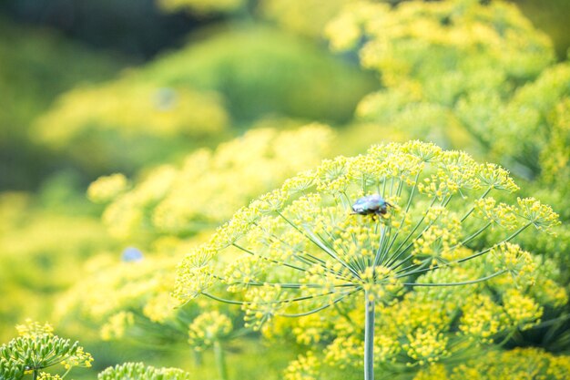 Blühender Dill Fenchelbetten