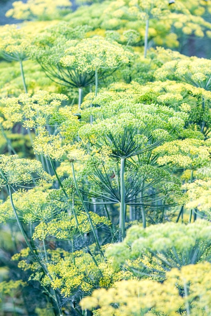 Blühender Dill Fenchelbetten