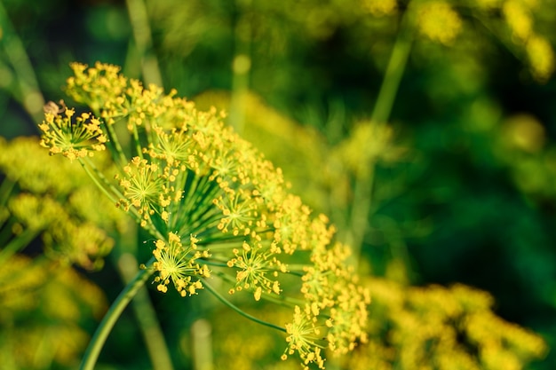 Blühender Dill. grüner Hintergrund mit gelben Dillblüten