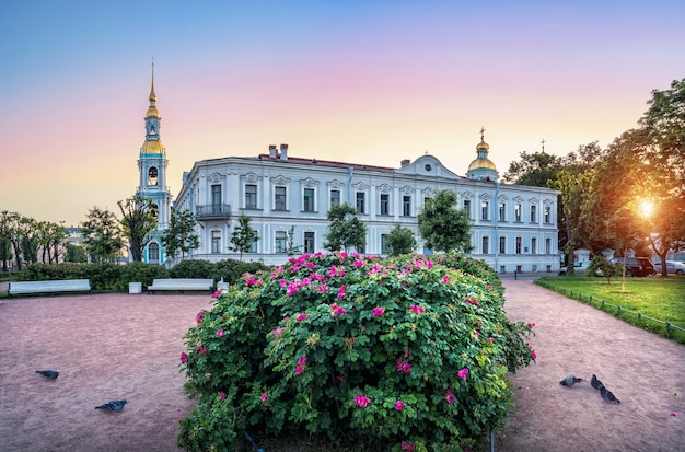 Blühender Dornbusch einer Heckenrose in der St.-Nikolaus-Kathedrale in St. Petersburg am frühen Sommermorgen und Tauben gehen