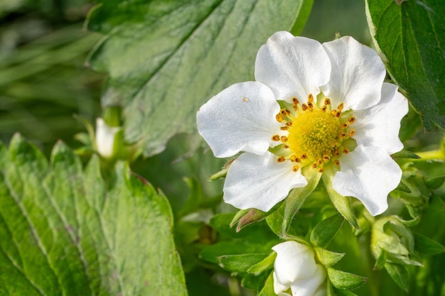 Blühender Erdbeerstrauch im Garten im Frühling