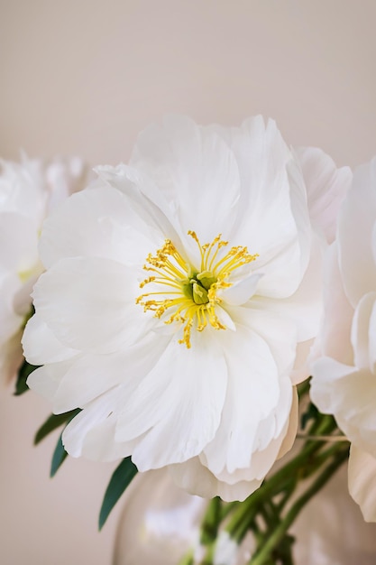 Blühender, flauschiger Blumenstrauß aus weißer Pfingstrose auf elegantem, minimalem pastellbeigem Hintergrund Kreative Blumenkomposition Atemberaubende botanische Tapete oder lebendige Grußkarte