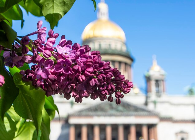 Blühender Flieder vor dem Hintergrund der Kuppeln der St. Isaaks-Kathedrale in St. Petersburg Russland