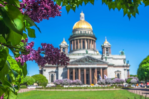 Blühender Flieder vor dem Hintergrund der Kuppeln der St. Isaaks-Kathedrale in St. Petersburg Russland