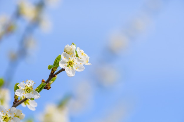 Blühender Frühlingsbaum gegen den blauen Himmel