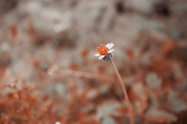 Blühender Frühlingsnatur-Tapetenhintergrund der tropischen Grasblume