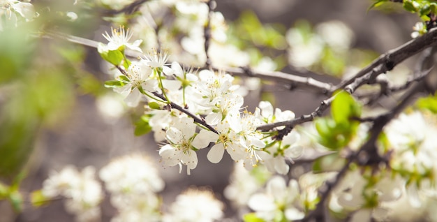 Blühender Frühlingspflaumenbaum im Garten.