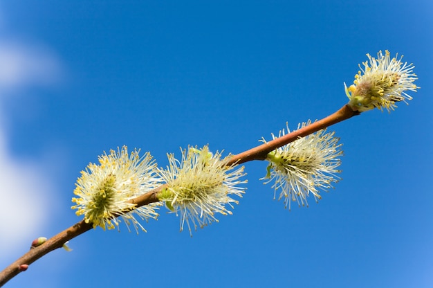 Blühender Frühlingsweidenzweig mit Knospen auf blauer Himmelsoberfläche