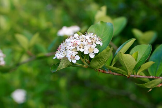 Blühender Gartenfrühlingshintergrund der schwarzen Apfelbeere mit weichem selektivem Fokus