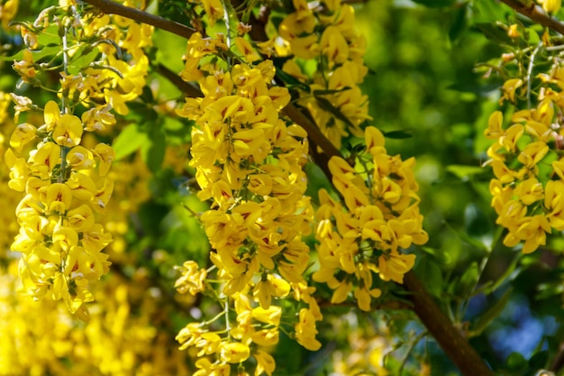 Blühender gelber Akazienbaum Caragana arborescens