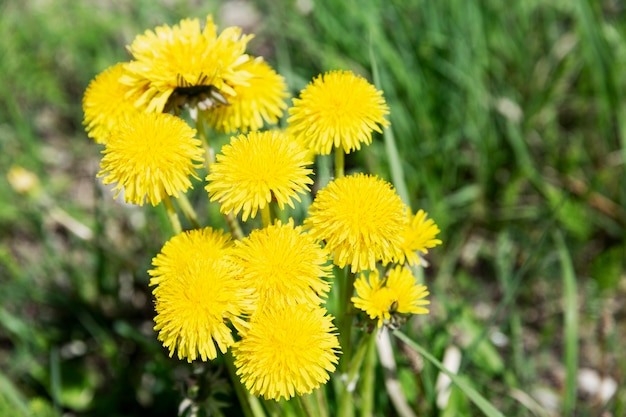 Blühender gelber Löwenzahn auf einem Feld an einem sonnigen Tag