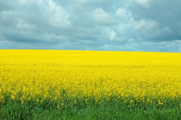 Blühender gelber Raps und grauer Himmel