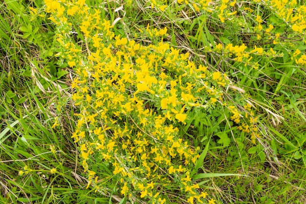 Blühender Ginster gewöhnlich mit gelben Blüten