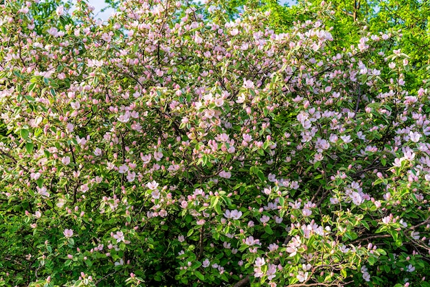 Blühender Hagebuttenstrauch im Frühling mit rosa Blüten